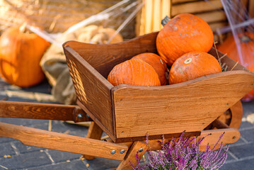 Autumn Scene: Wheelbarrow with Pumpkins and Purple Heathers Bathed in Sunlight