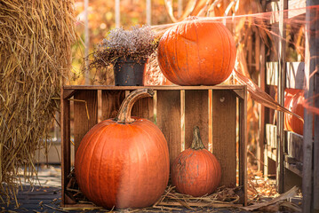 Autumn and Halloween Composition: Pumpkins and Decorations Bathed in Sunlight