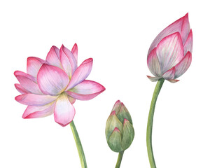 Fototapeta premium Floral composition with pink Lotus flower, Buds. Delicate blooming Water Lily, green stem. Vietnamese national flower. Watercolor illustration for poster, cards, cosmetics packaging