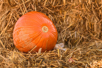 Orange Pumpkin Lying on Straw