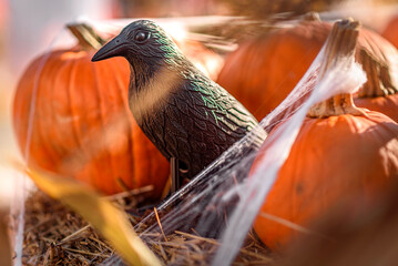 Black Crow, Pumpkins, and Spider Web: Autumn Halloween Composition with Sun Rays