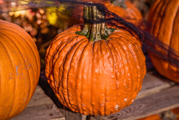 Pumpkins on a Wooden Box in the Rays of the Orange Setting Sun with a Black Spiderweb