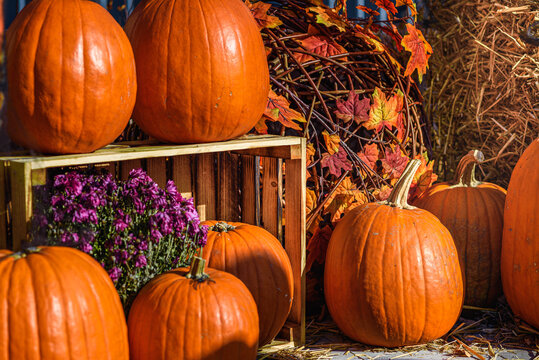Pumpkin on a Wooden Box Bathed in the Orange Rays of the Setting Sun with Autumn Leaves in the Background