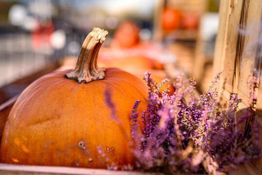 Orange Pumpkin and Purple Heathers in a Beautiful Sunny Day
