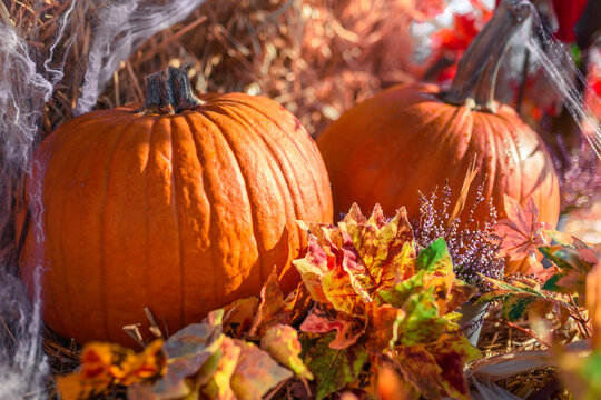 Autumn Halloween Composition: Two Pumpkins Surrounded by Colorful Leaves, Spider Webs and Purple Heather, Partially Bathed in Sun Rays against a Hay Background