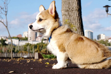 Naklejka na ściany i meble Small Pembroke Welsh Corgi puppy sits in a city park on a sunny day. Happy little dog. Concept of care, animal life, health, show, dog breed
