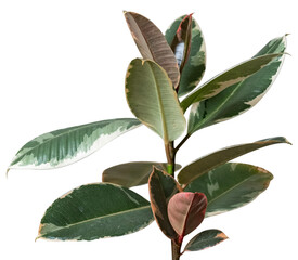 ficus tineke 