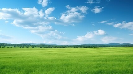 Fototapeta na wymiar Green rice field and blue sky with white clouds, Nature background.