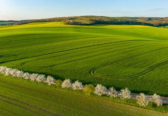 Green wavy hills with agricultural fields