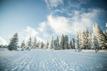 amazing winter landscape with snowy fir trees in the mountains
