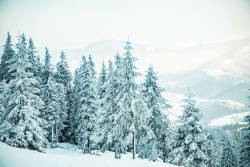 amazing winter landscape with snowy fir trees in the mountains