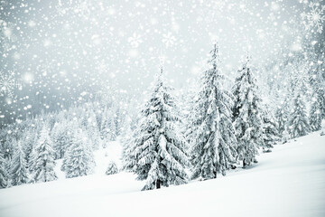 magical frozen winter landscape with snow covered fir trees