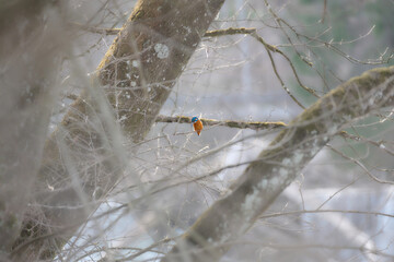 Eisvogel im Nebel