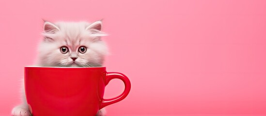Cat model on pink background