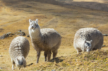 Fototapeta premium Alpaca