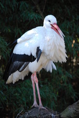 a white stork is waiting for food - Animal