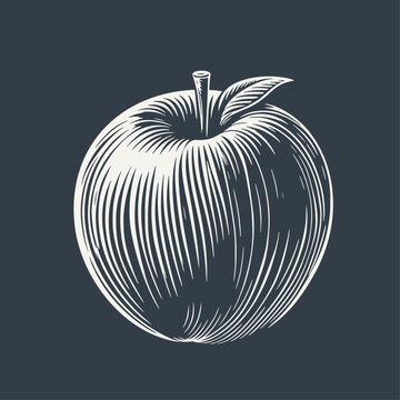 Apple on dark background. Vintage woodcut engraving style hand drawn vector illustration.