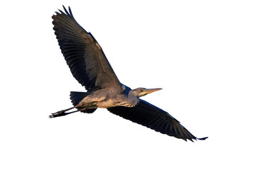 Grey heron bird in flight isolated (Ardea cinerea)