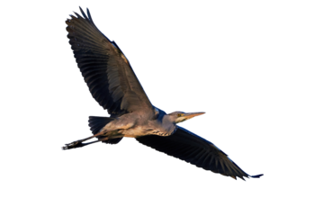Grey heron bird in flight isolated (Ardea cinerea)