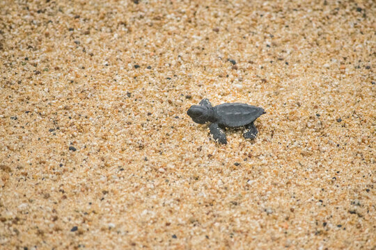 Baby turttle