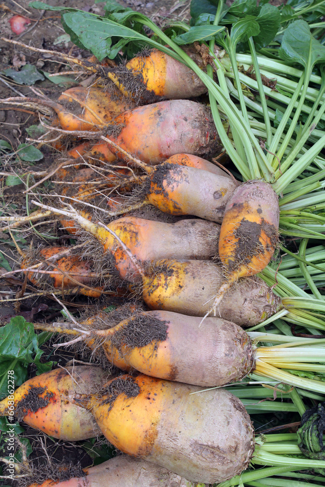 Wall mural In the field on the pile are fodder beets