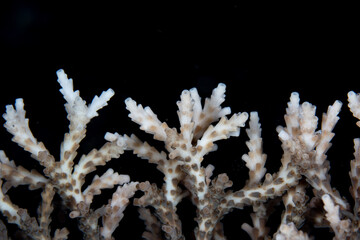 Detail of the tips of a fragile table coral, Acropora sp., growing in Raja Ampat, Indonesia. The robust coral reefs of this remote, tropical region support the greatest marine biodiversity on Earth. - obrazy, fototapety, plakaty