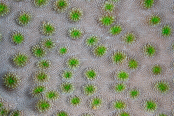 Detail of the tiny polyps growing in a hard coral colony in Raja Ampat, Indonesia. The robust coral reefs of this remote, tropical region support the greatest marine biodiversity on Earth.
