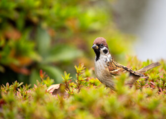 Eurasian Tree Sparrow (Passer montanus) Spotted In Nature