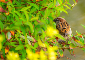 Eurasian Tree Sparrow (Passer montanus) Spotted In Nature