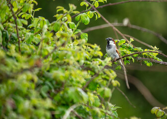 Eurasian Tree Sparrow (Passer montanus) Spotted In Nature