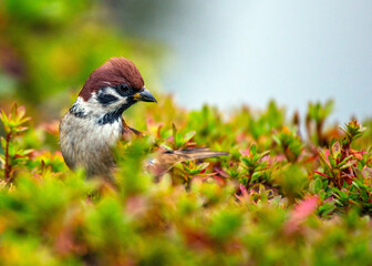 Eurasian Tree Sparrow (Passer montanus) Spotted In Nature