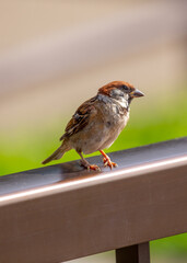 Eurasian Tree Sparrow (Passer montanus) Spotted In Nature