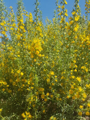 Scolymus hispanicus flower in full bloom