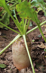 Fodder beets grow in the field, intended for feeding animals