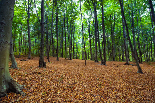 Forest in the autumn or fall view. Green trees and fallen leaves
