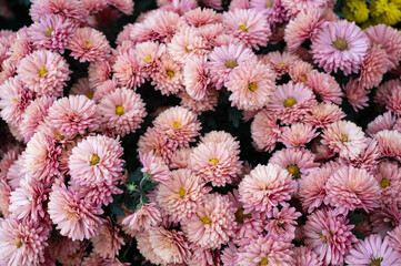 Beautiful pink blooming chrysanthemums in the garden