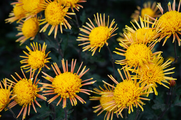 Yellow beautiful blooming chrysanthemums