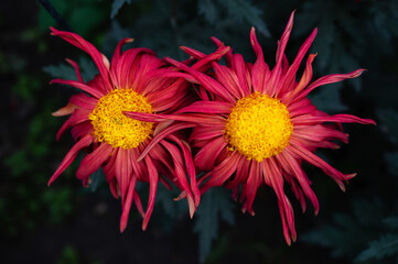 Two red chrysanthemums close-up in the garden