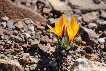 Two yellow crocuses first spring flowers
