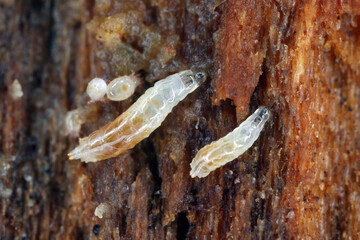 Vinegar fly or common fruit fly (Drosophila melanogaster) larvae in a breeding.