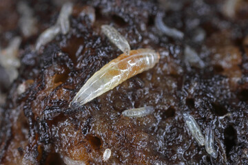 Vinegar fly or common fruit fly (Drosophila melanogaster) larvae in a breeding.