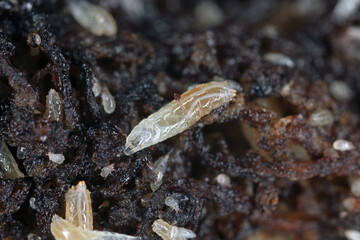 Vinegar fly or common fruit fly (Drosophila melanogaster) larvae in a breeding.