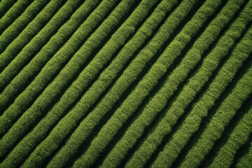 Fototapeta premium Tea field plantation background. photo shot from a drone to fields with tea