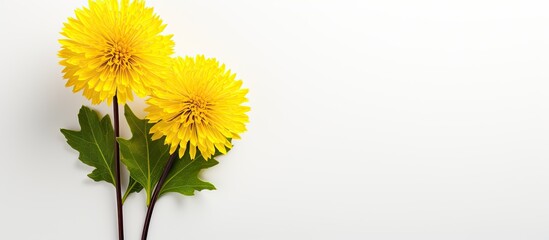 Therapeutic yellow flower