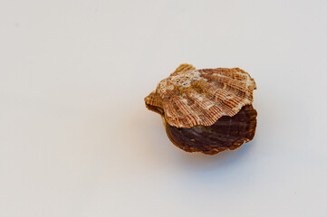 Vieiras, moluscos marinhos. Produto comestível e servido na alta gastronomia.
