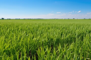 Fototapeta premium crop field with visible signs of pest damage