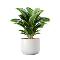 Beautiful Plant in 3D Rendering: White Elegance in a Pot - transparent background