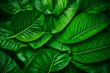 Tuinposter green leaf, nature background  © usman