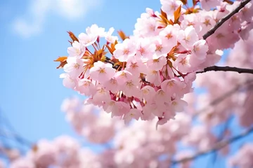 Fotobehang a detailed shot of sakura cherry blossom in full bloom © Alfazet Chronicles