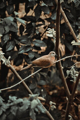 A single brown bird sitting on a branch resting